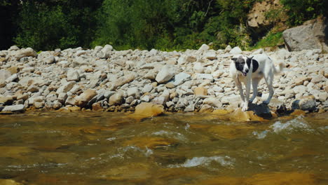 The-Dog-Tries-To-Overcome-The-Rough-Mountain-River-Fear-Prevents-Her-From-Doing-This