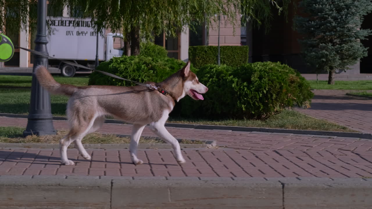 한 여자 가 도시 공원 에서 허스키 강아지 를 산책 시키고 있다
