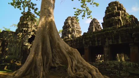 tree root near antient banteay kdei temple in siem reap, cambodia