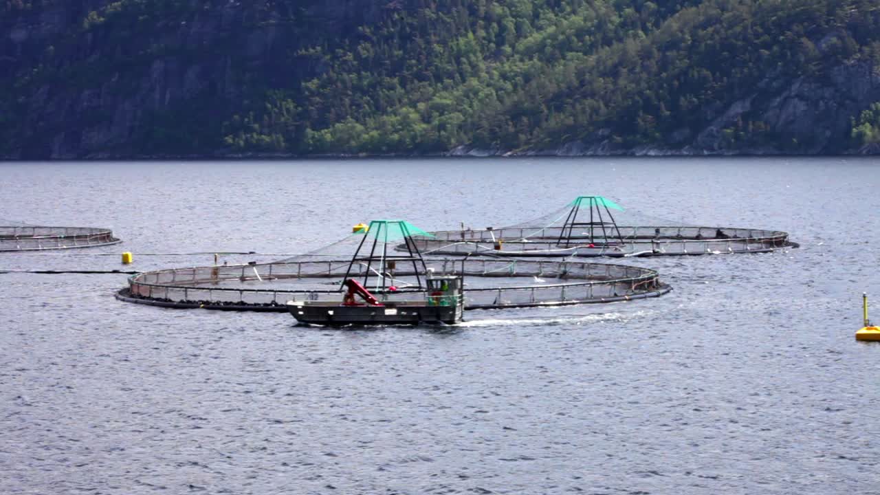 연어 농장  ⁇ 시