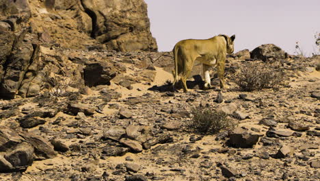 a lioness climbs a hill made of rocks and desert sand and stops at the top. the predator wears a collar for wildlife observation. she is one of the last desert-adapted lions left in namibia.