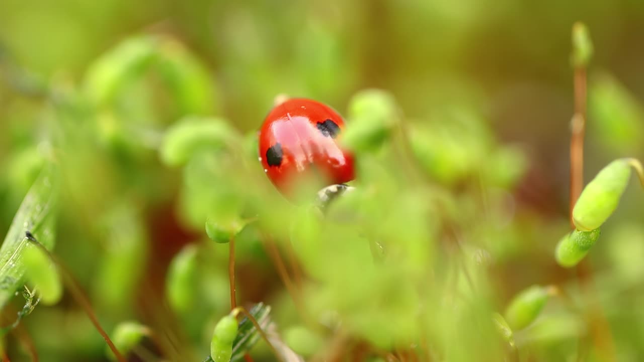 close-up de la vida silvestre de una mariquita en la hierba verde en el bosque