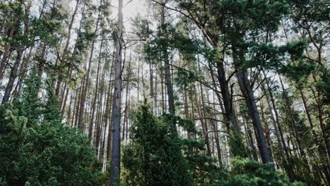 Panning-shot-of-polish-boreal-forest-in-pomerania-district-