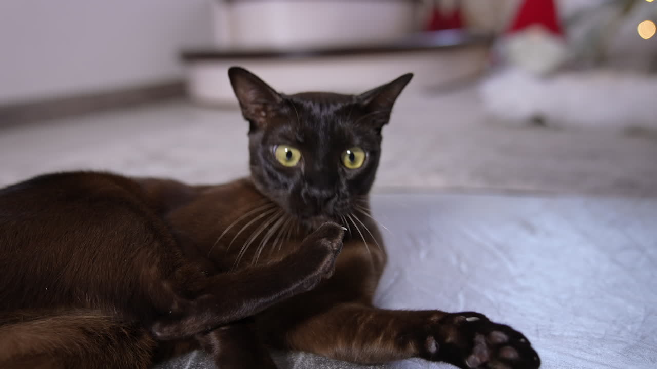Nice black cat with short fur lying on the floor with his back to the camera. Kitty turns lazily and starts to lick his paw. Close up.