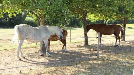 three horses protecting themselves from the sun under trees, france