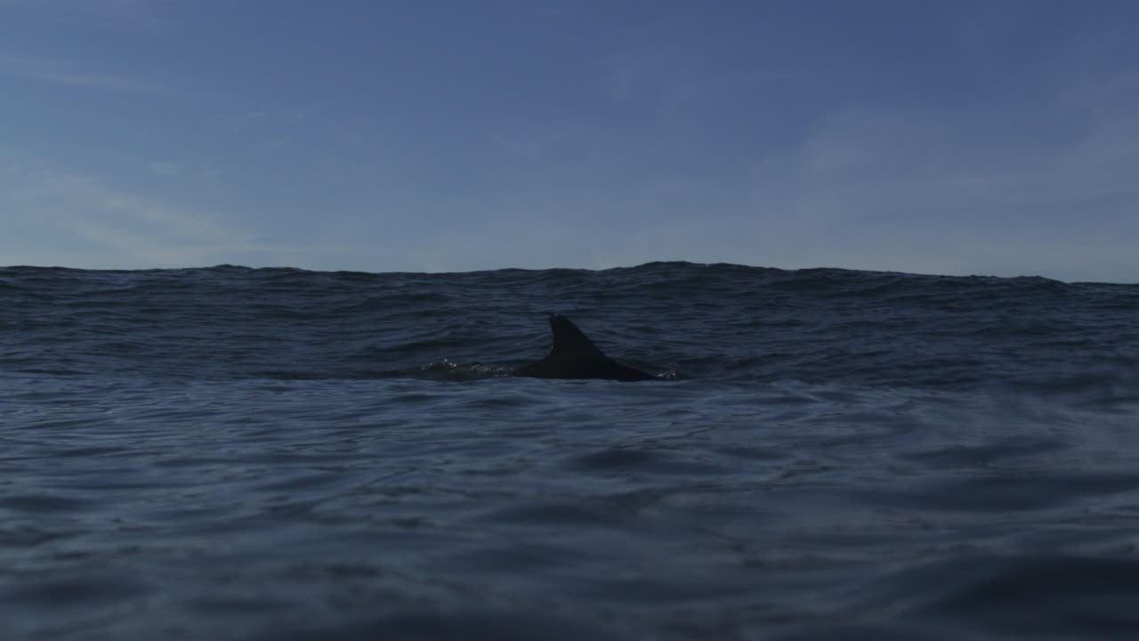 Płetwa delfina wynurzająca się z powierzchni oceanu na tle błękitnego nieba