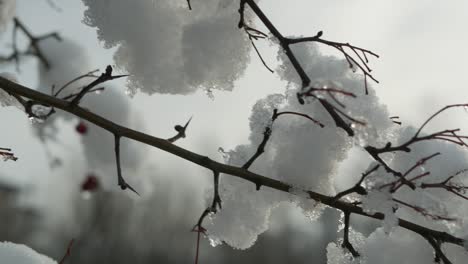 nieve en ramas desnudas, día de invierno, tiro de seguimiento