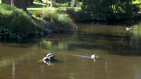 Ballen-Rotohrschildkröte-Am-Felsen-Und-Enten,-Die-An-Einem-Sonnigen-Tag-Um-Den-Teich-Schwimmen