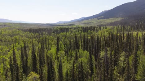 drone footage of deforestation in the canadian forest