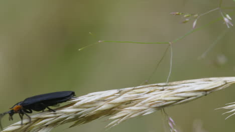 black firefly insect crawling to the end of dry grass before flying off