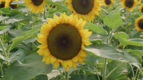 close-up view of a sunflower