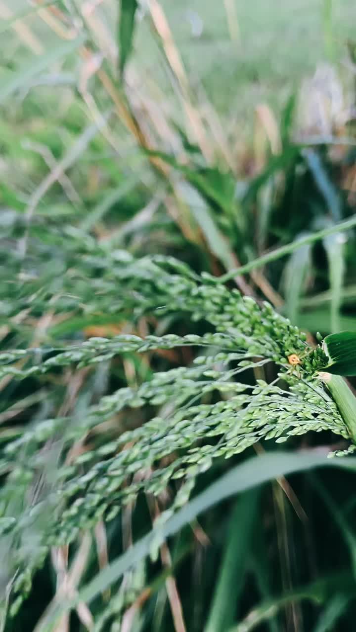 Cerca de la hierba verde