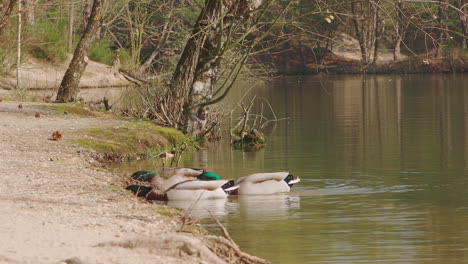 una bandada de ánades reales bañándose y alimentándose en la orilla de un lago en francia