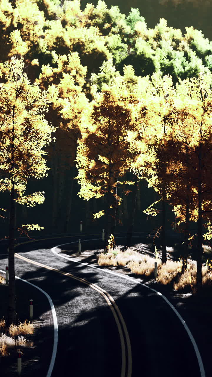 숲 을 가로지르는 휘어지는 길