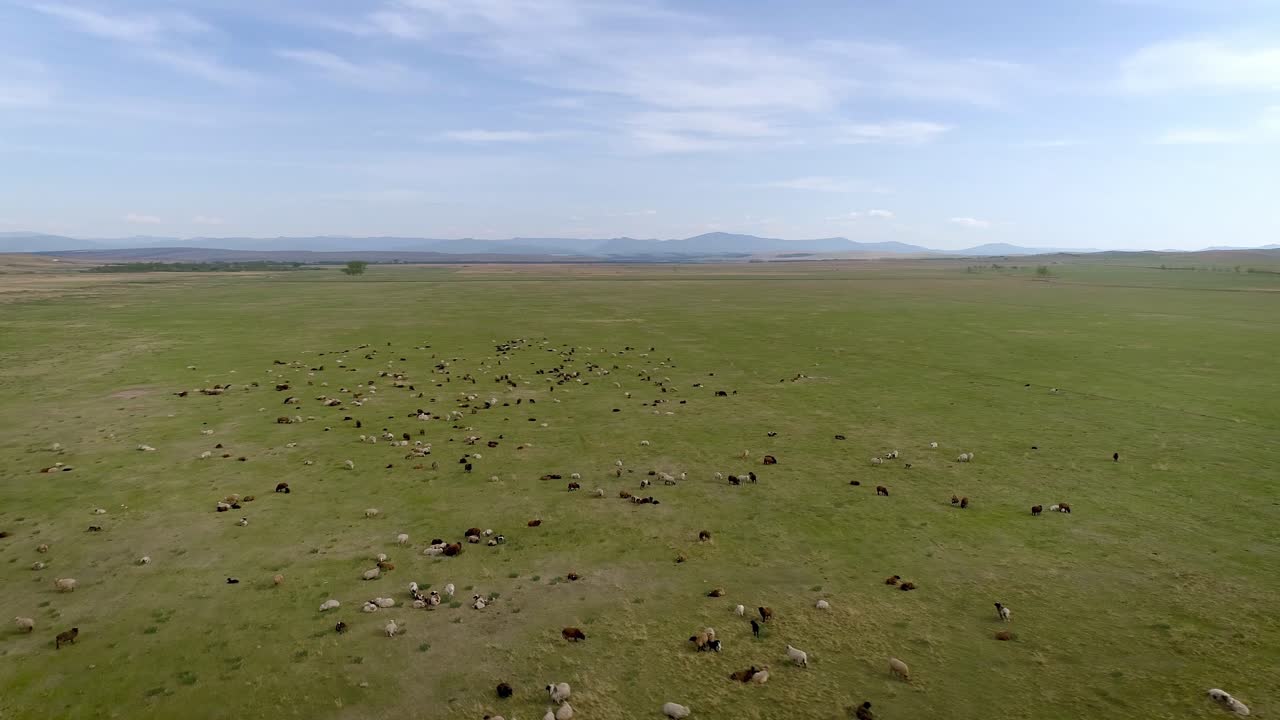 들판 에서 풀 을 고 있는 양  의 공중 사진