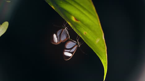 Pull-back-shot-from-a-pair-of-glass-winged-butterflies-mating-under-a-big-leaf-with-dark-background