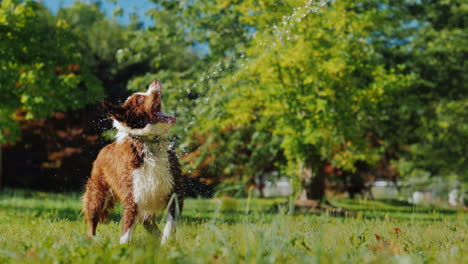 Lustiger-Hund,-Der-Mit-Einem-Gartenschlauch-Spielt,-Mit-Dem-Besitzer-Spielen-Und-Zusammen-Spaß-Haben