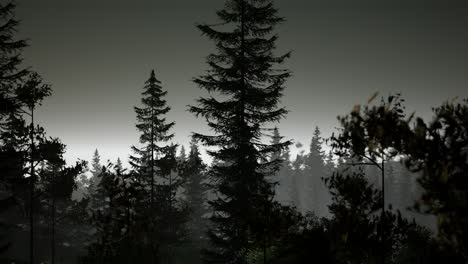 misty nordic forest in early morning with fog