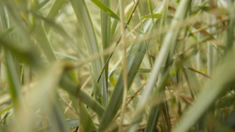 Dune-Grass-in-the-wind-at-Baltic-Sea-1