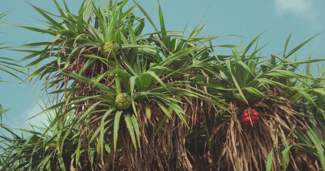 Drone che si allontana da un albero di pandano tropicale con frutti colorati.