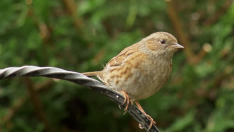 close up shot of a dunnock flying in onto an iron bar