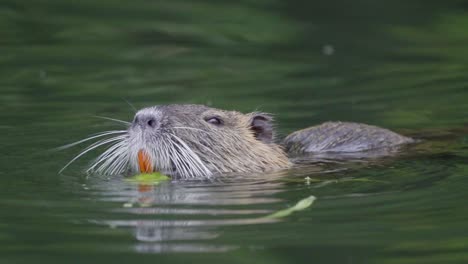 close up of an invasive coypu eating pieces of plants with its orange teeth while floating on a pond