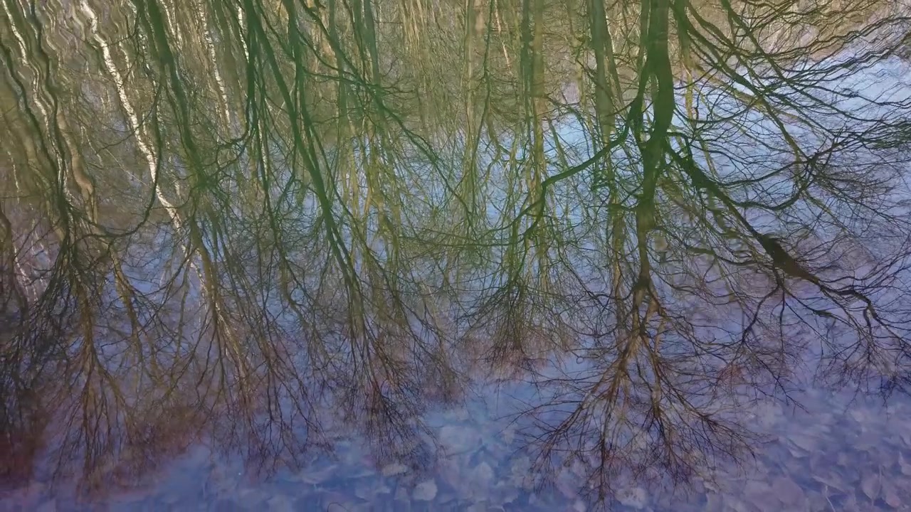 Spejling af træer i dammen