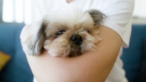 Close-up-view-of-a-dog-face