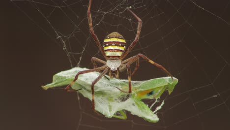 St-Andrew's-Cross-Female-Spider-Eating-Praying-Mantis-Snared-In-Web-Daytime-Sunny-Australia-Victoria-Gippsland-Maffra-Close-Up