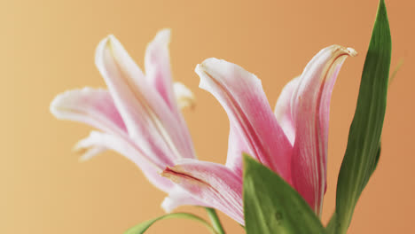 Video-of-pink-lily-flowers-and-leaves-with-copy-space-on-yellow-background