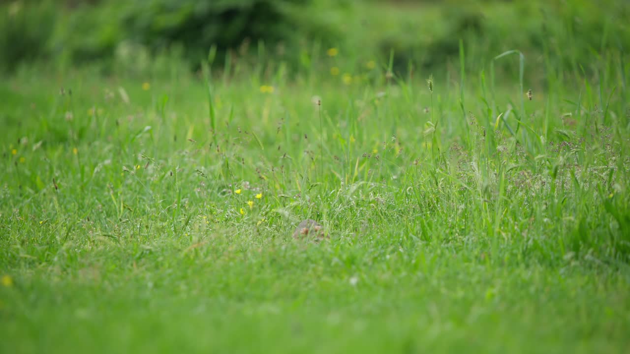 European hamster mostly hidden runs playfully through tall grass toward camera