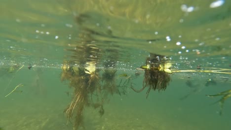 Unterwasseransicht-Von-Wasserpflanzen,-Die-Stromabwärts-In-Den-San-Francisco-River-Fließen