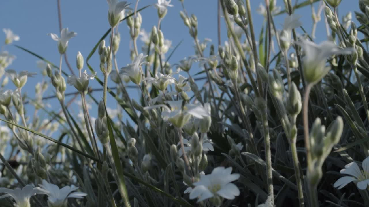 Small delicate white flowers growing against clear blue sky tilting shot
