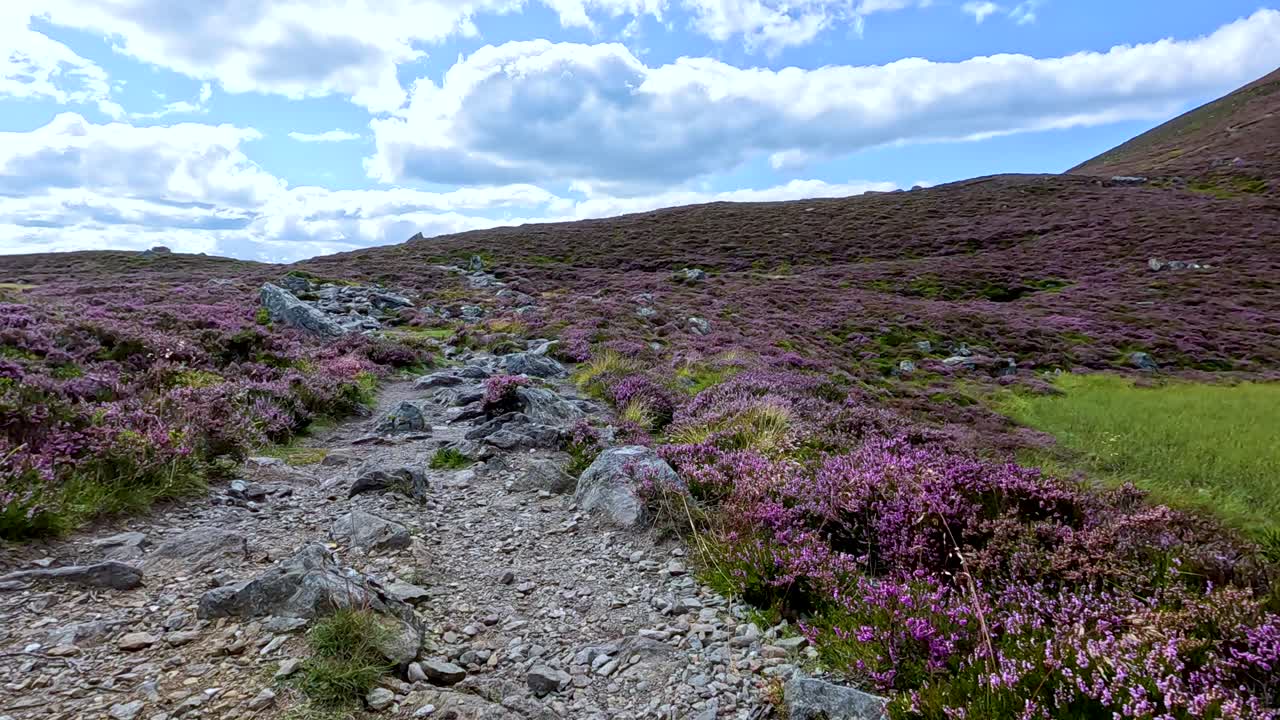 A steady camera moves along a rocky hiking trail lined with blooming heather under bright daylight in Glen Clova, Scotland’s scenic hills