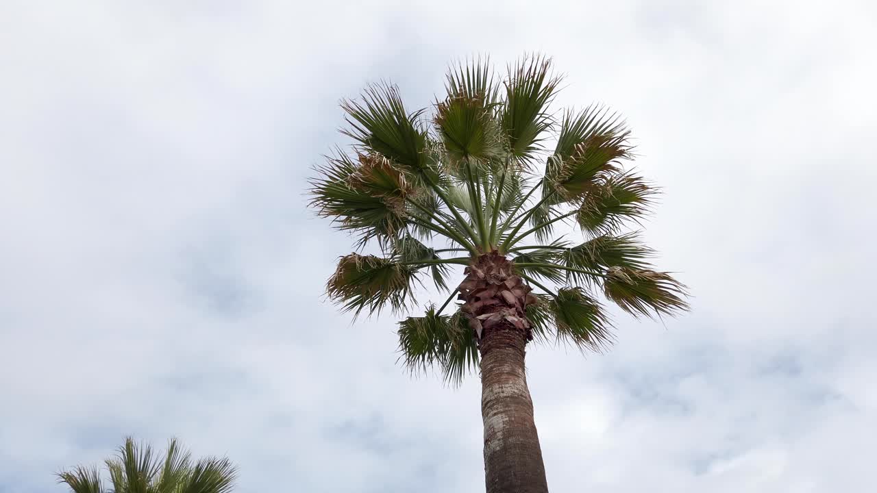 Looking Up At Palm Tree Against Cloudy Sky - low angle shot
