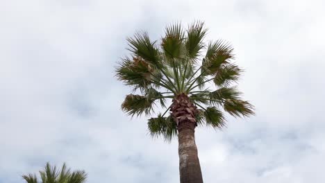 Mirando-Hacia-La-Palmera-Contra-El-Cielo-Nublado---Tiro-De-ángulo-Bajo