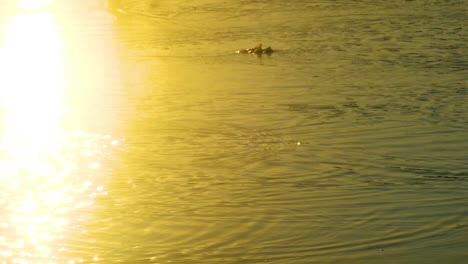 Vista-De-Ranas-Saltando-A-La-Luz-Del-Sol-De-La-Mañana---Tiro-De-ángulo-Alto