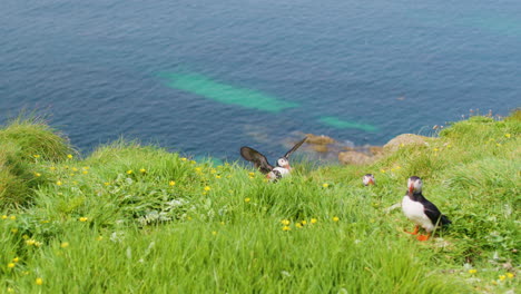 puffin flying and landing in slowmotion with ocean backdrop, scotland