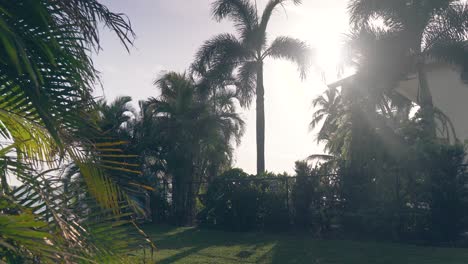 Panning-shot-of-palm-trees-in-a-park-by-the-ocean-on-the-gulf-coast-in-Cape-Coral,-Florida