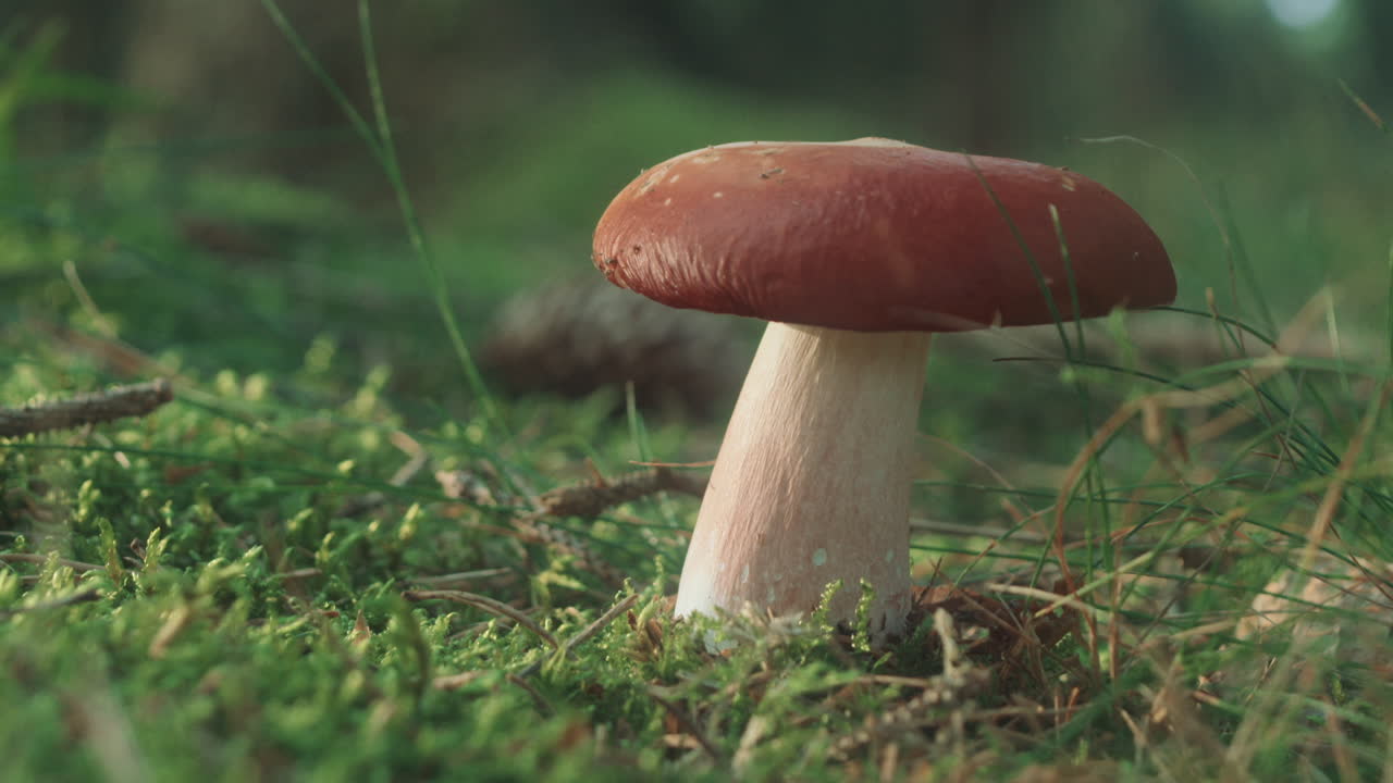 Perfect mushroom in the early morning light
