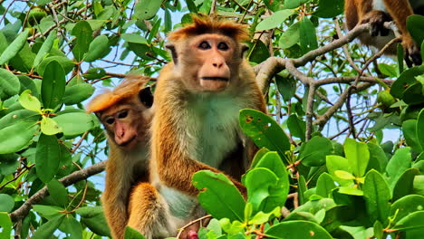 two monkeys perched on a tree during nilwala crocodile safari in matara
