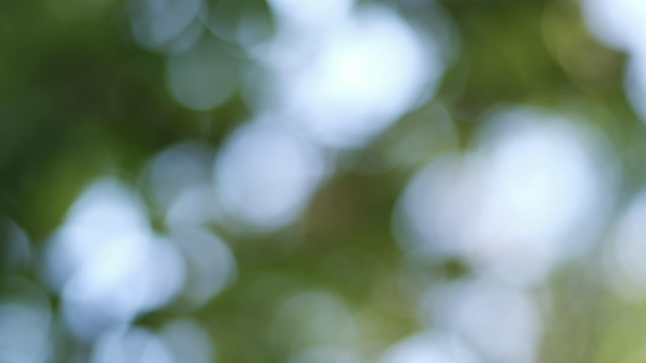 Vista sfocata di foglie verdi su un albero con cielo azzurro sullo sfondo