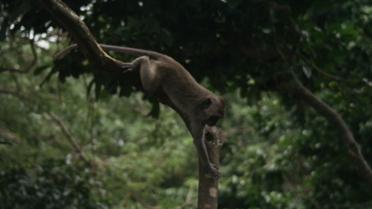 Monkey climbing tree branch in Indonesian jungle slow motion