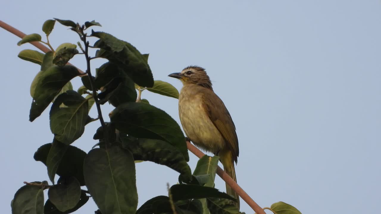 pájaros comunes en autobuses de árboles