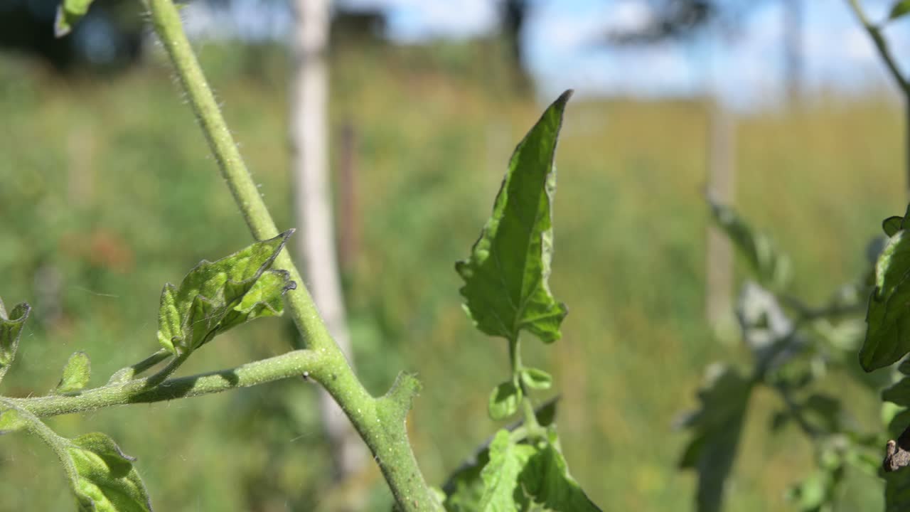 primer plano de la mano caucásica cosechando tomate cherry en el jardín de la granja estilo de vida fuera de la red