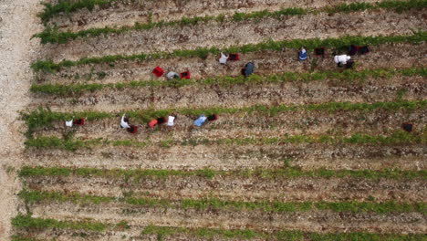 Vista-Aérea-De-Los-Agricultores-Locales-Que-Trabajan-En-El-Viñedo-En-Komarna,-Croacia