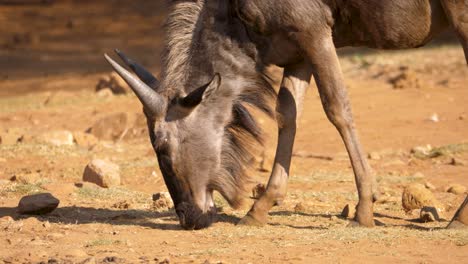 Young-blue-wildebeest-with-pointed-horns-grazing