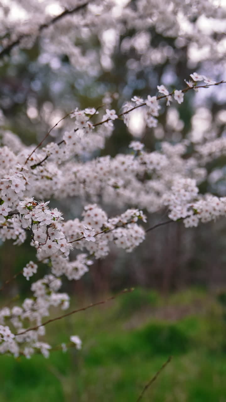 Beautiful nature in spring. Blossom tree with white flowers. Flowering branches of a cherry tree among green nature. Vertical video