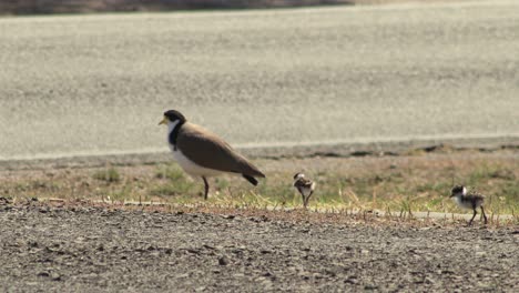 Chorlito-Avefría-Enmascarado-Y-Dos-Polluelos-De-Pie-Cerca-De-La-Carretera