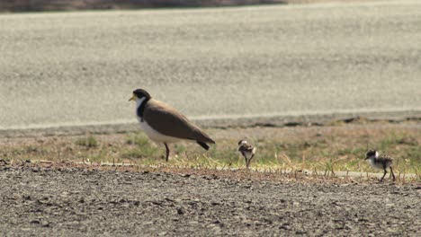 plover de ala de regazo enmascarado y dos pollitos de bebé de pie cerca de la carretera